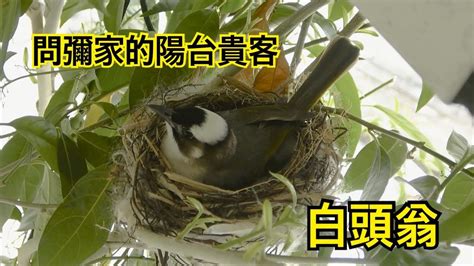 鳥在陽台築巢|鳥巢看鳥的個性…. 自從去年有白頭翁來我陽台樹上築。